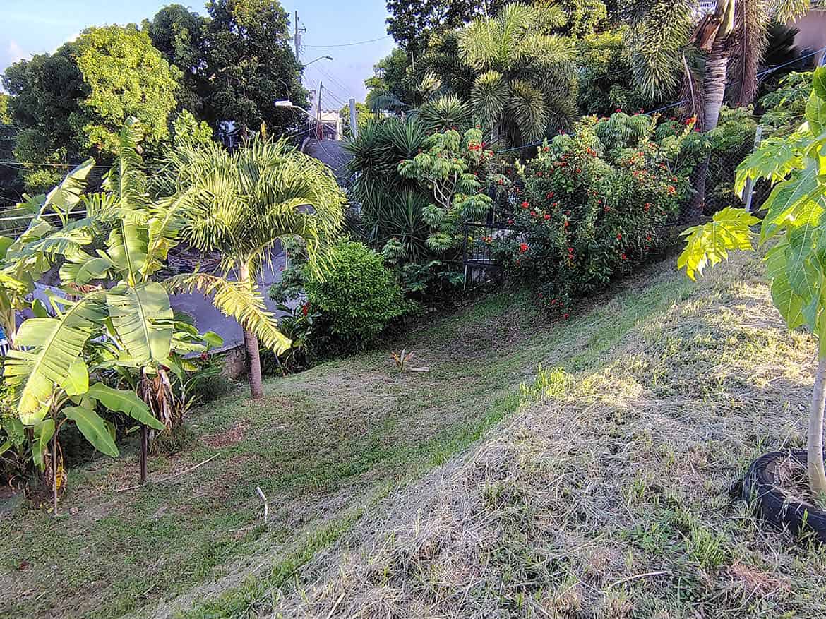 Lush Garden at Hilltop Land Cornerstone- Vibrant tropical garden with diverse plants and trees in St Augustine.