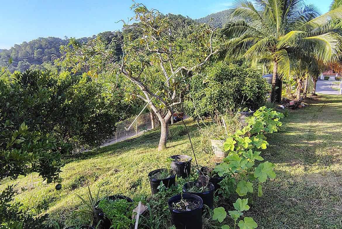 Cornerstone- Scenic view of lush greenery and trees on a hilltop property in St Augustine.