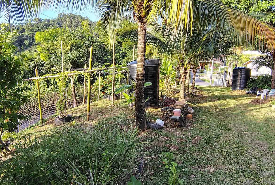 Cornerstone- Tropical garden with palm trees, water tanks, and lush greenery in St Augustine.