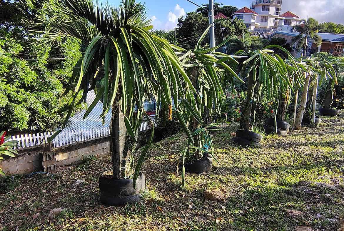 Cornerstone- Dragon fruit plants growing in a tropical landscape with buildings in the background.