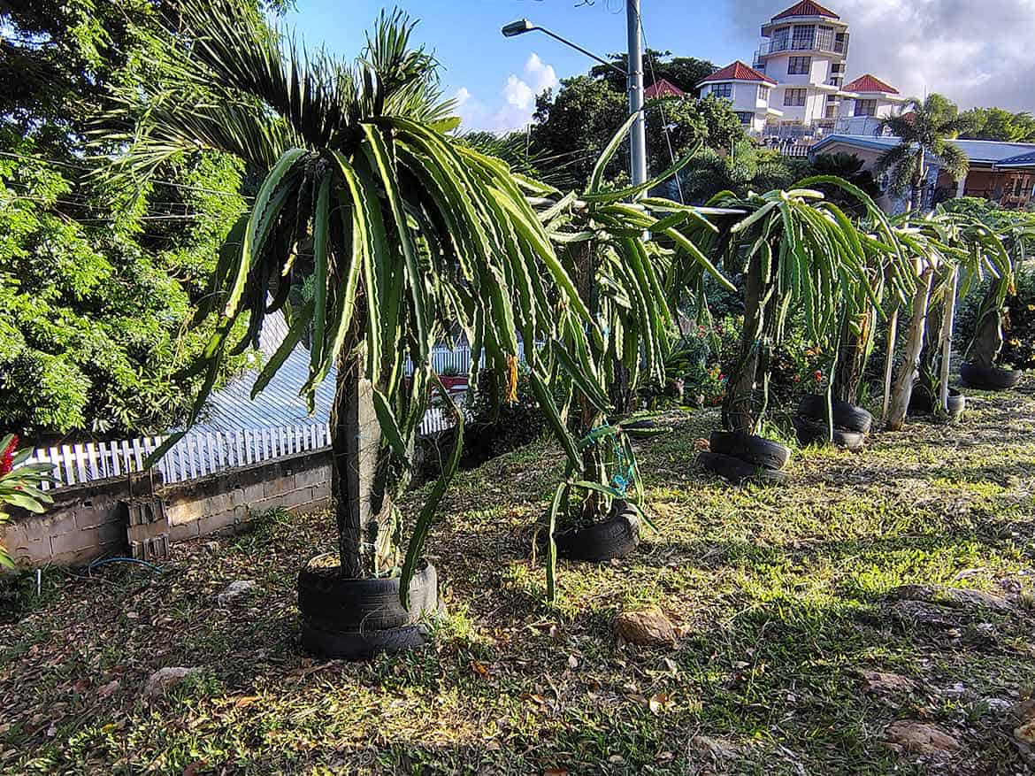 Tropical landscape with dragon fruit plants Cornerstone- Dragon fruit plants growing in a tropical landscape with buildings in the background.