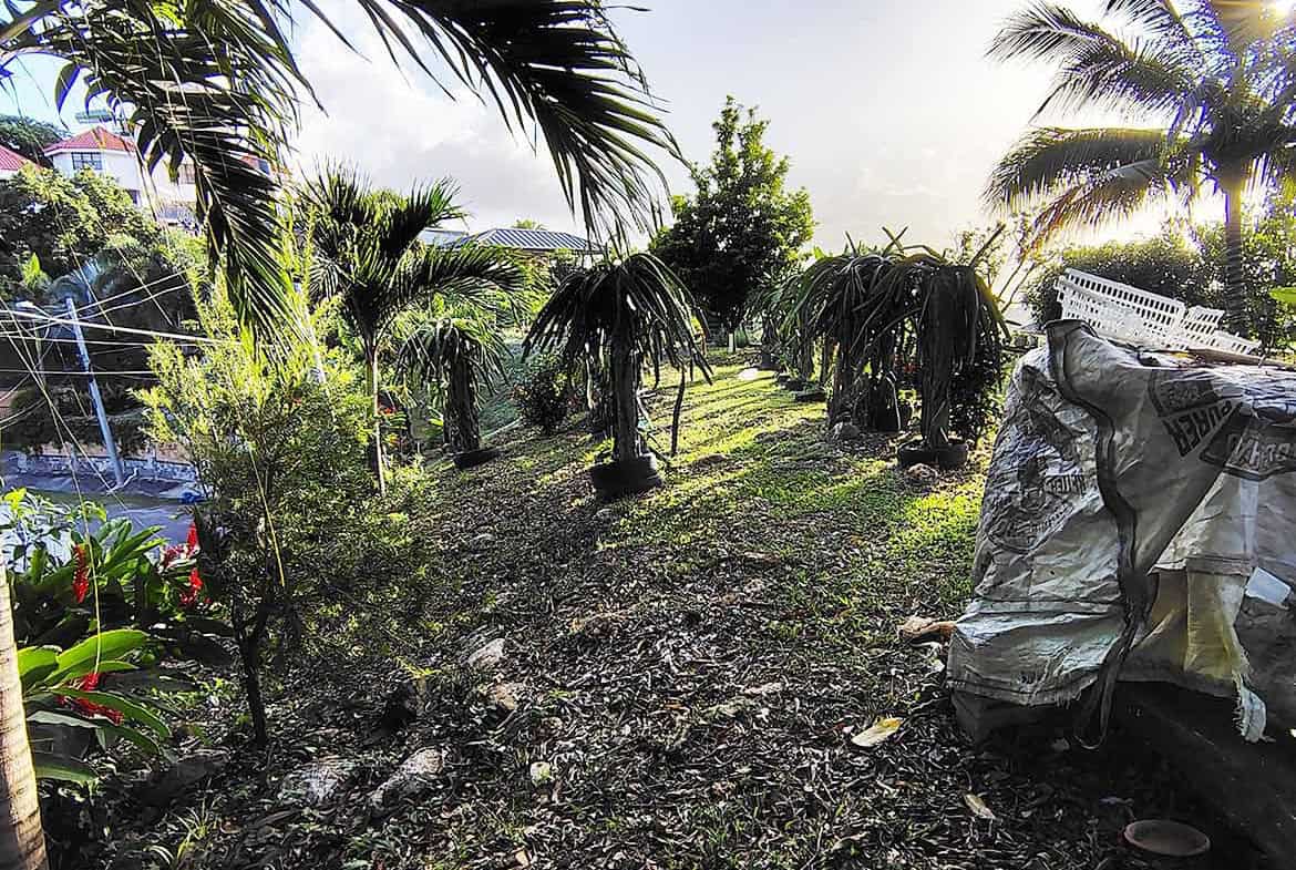 Cornerstone- Tropical garden with palm trees and lush greenery at Hilltop Land, St Augustine.