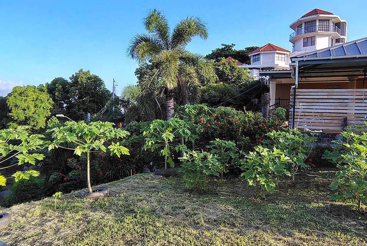 Cornerstone- Tropical garden with palm trees and lush greenery at Hilltop Land, St Augustine.