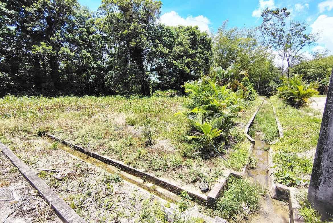 Cornerstone- Vacant land plot with tropical plants at Jabez Estates, Sangre Chiquito.