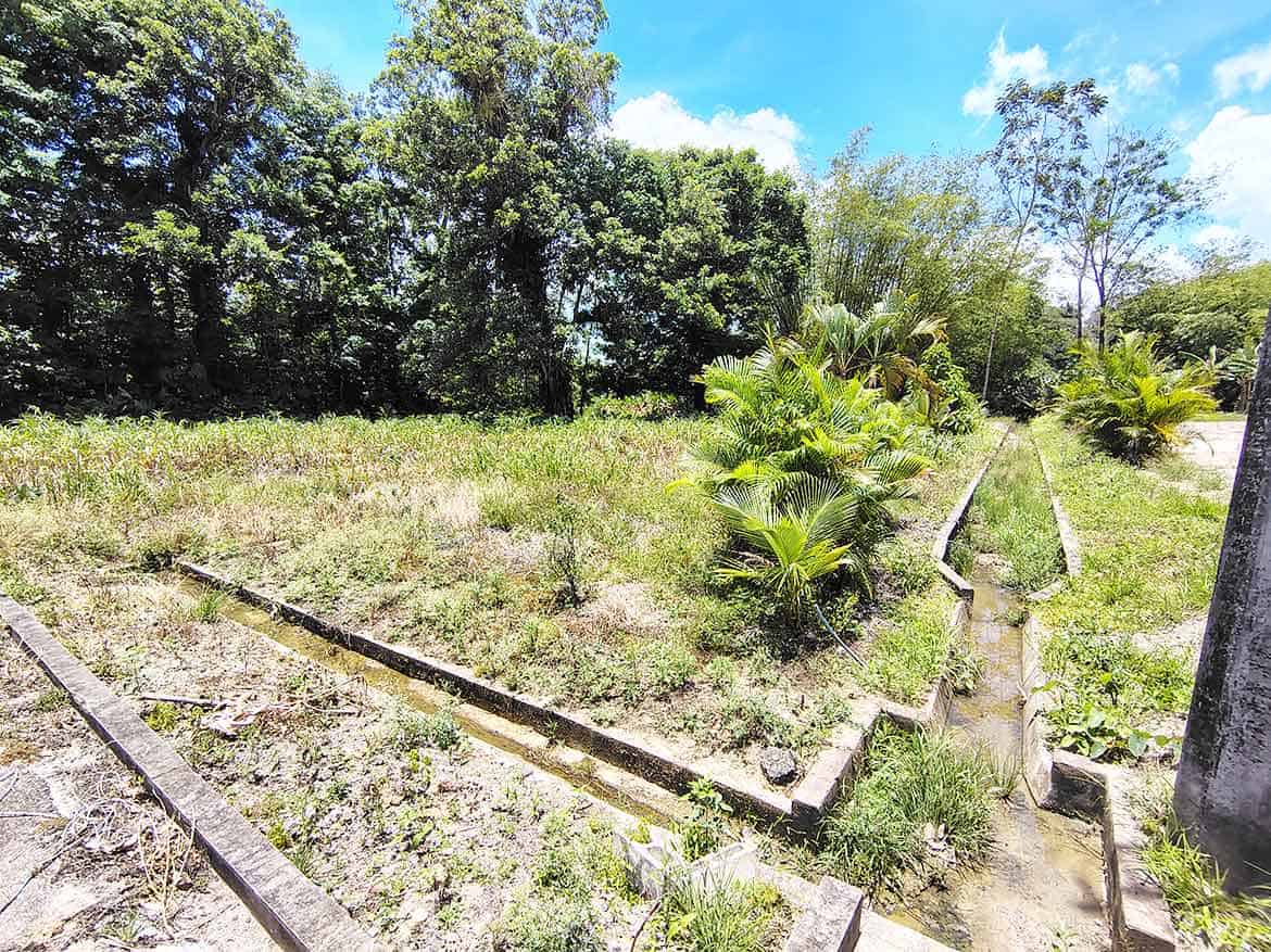 Cornerstone™ Land Plot at Jabez Estates Cornerstone- Vacant land plot with tropical plants at Jabez Estates, Sangre Chiquito.