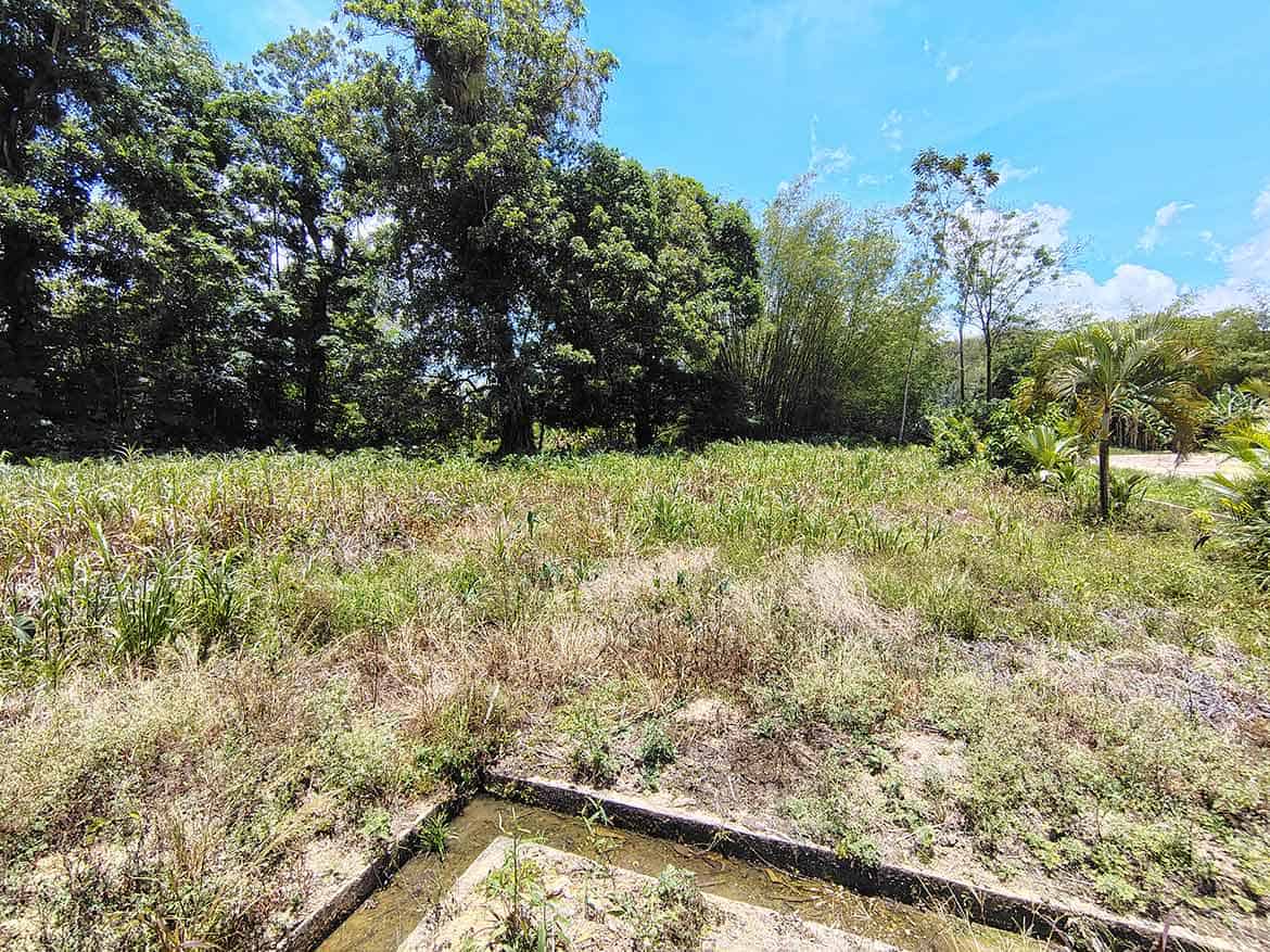 Vacant Land at Jabez Estates, Sangre Chiquito Cornerstone- Open plot of land with trees and blue sky at Jabez Estates, Sangre Chiquito.