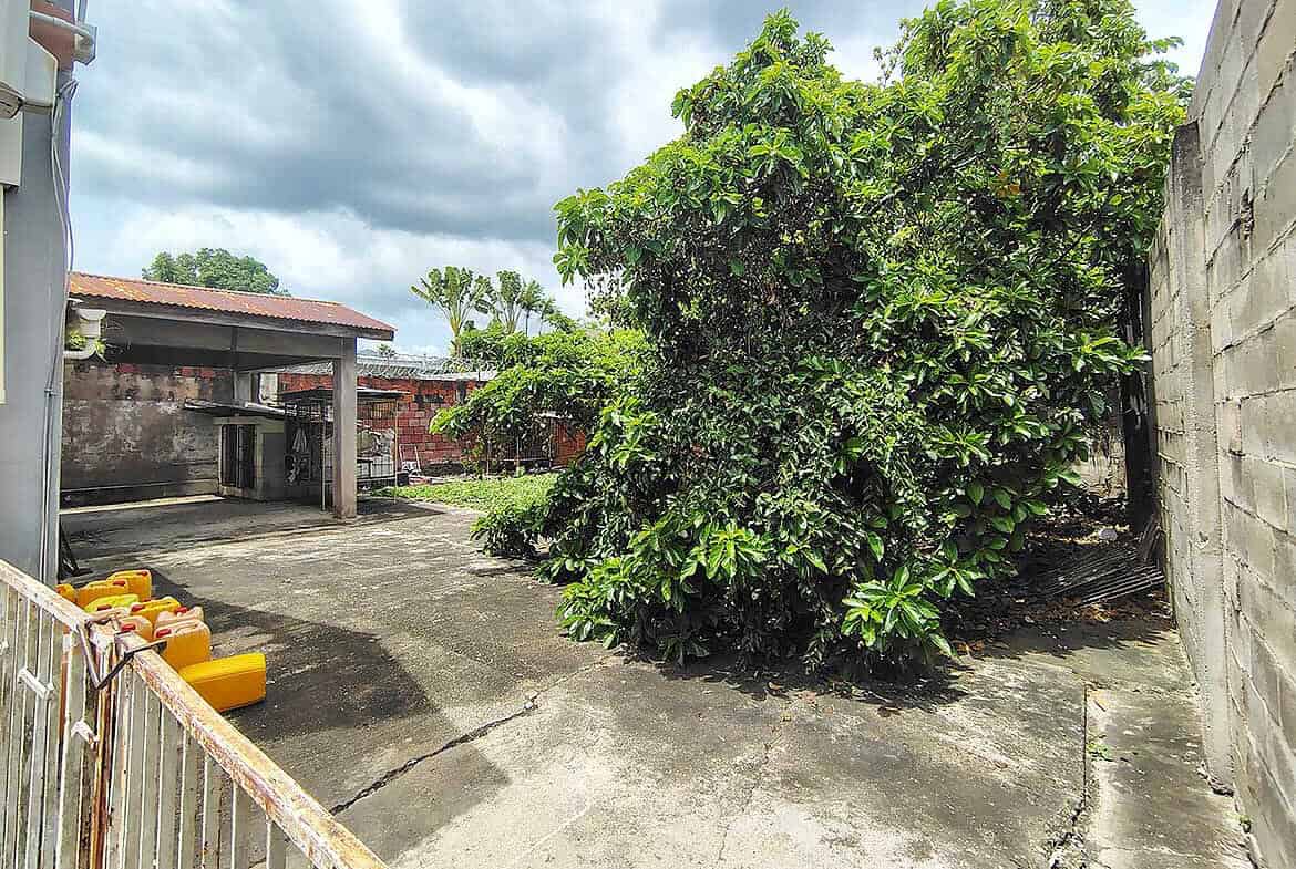 Cornerstone- Large green bush on Carlos Street in Woodbrook with cloudy sky overhead.