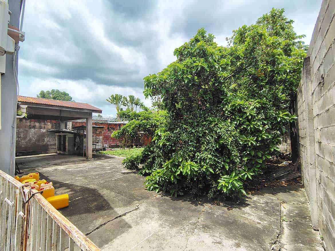 Lush Greenery on Carlos Street, Woodbrook Cornerstone- Large green bush on Carlos Street in Woodbrook with cloudy sky overhead.